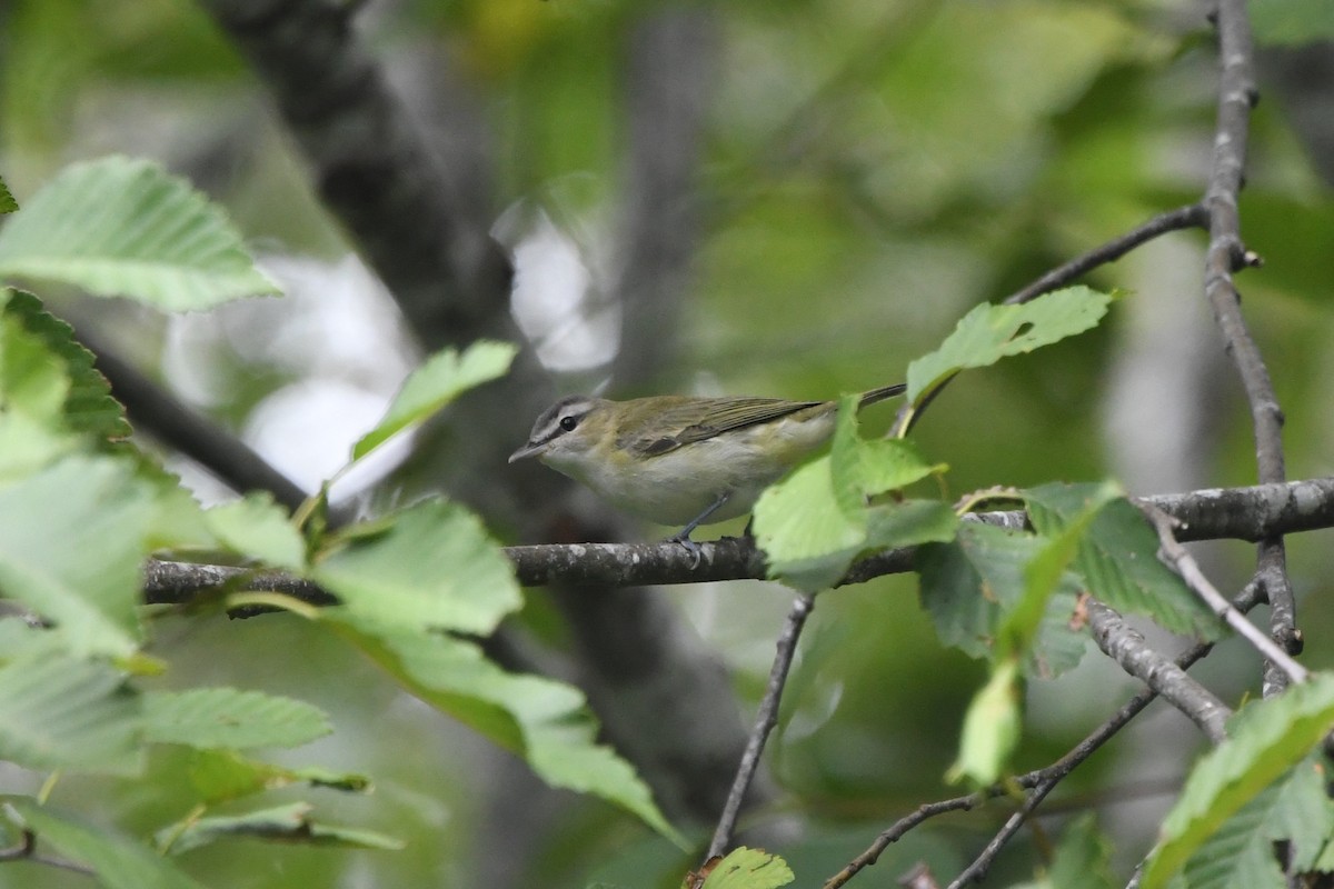 eBird Checklist - 4 Sep 2023 - Marblemount boat launch - 29 species (+3 ...