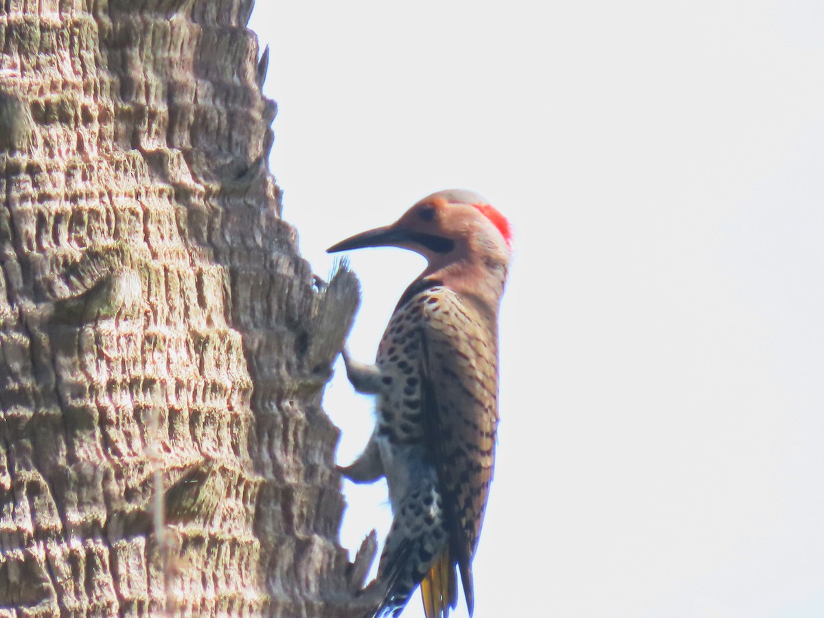 Northern Flicker (Yellow-shafted) - ML608506844