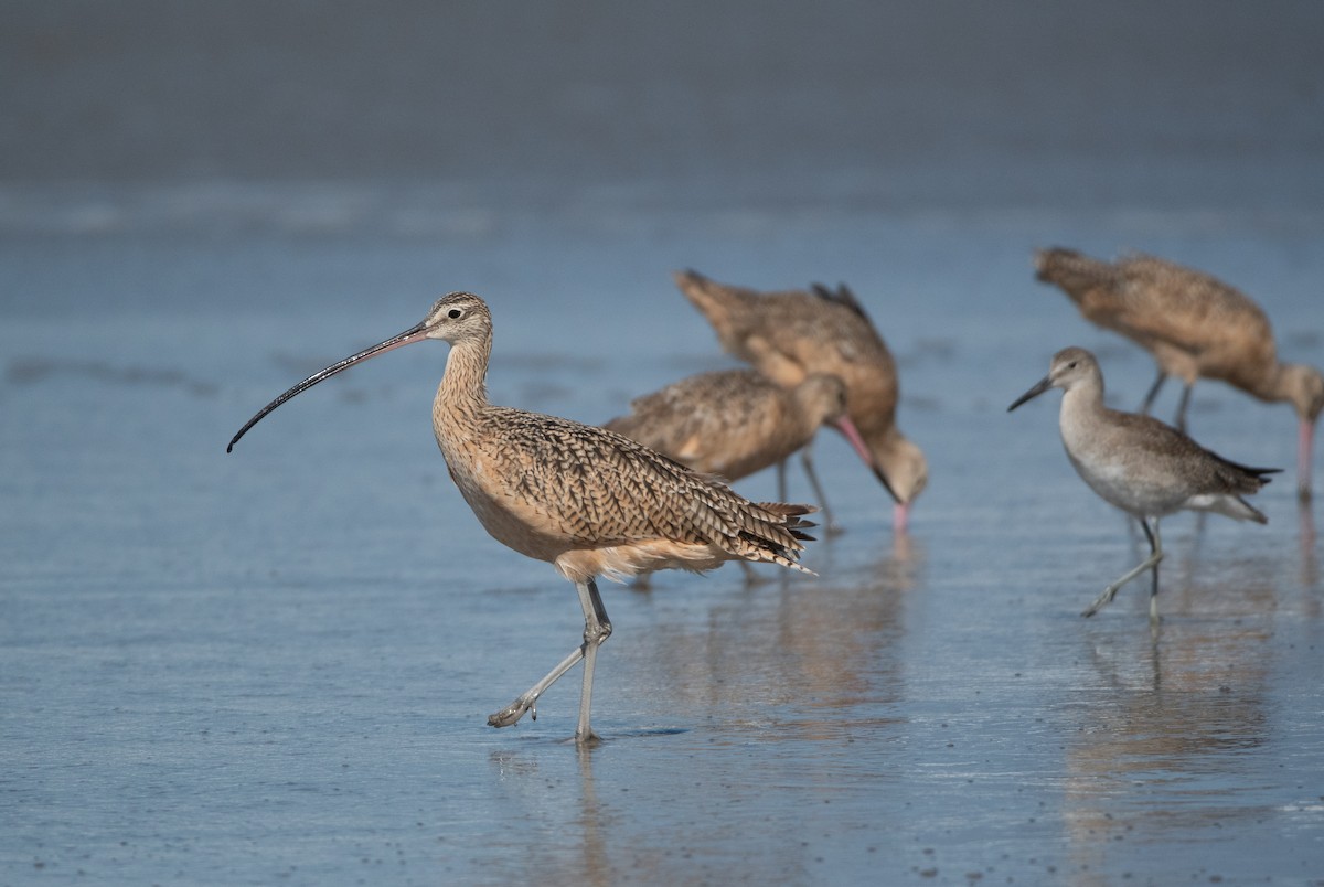 Long-billed Curlew - ML608506955