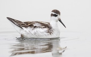 Red-necked Phalarope