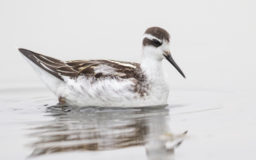 Red-necked Phalarope