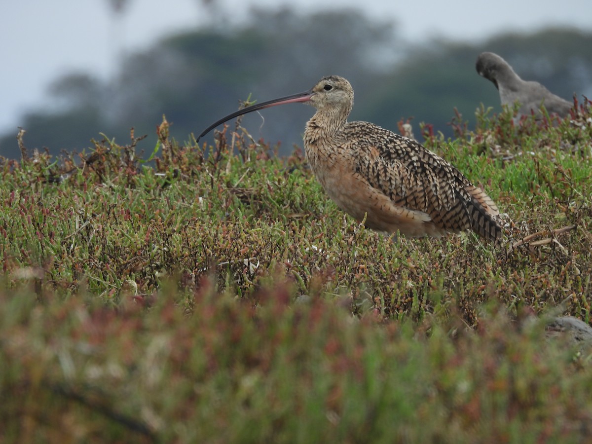 Long-billed Curlew - ML608507341