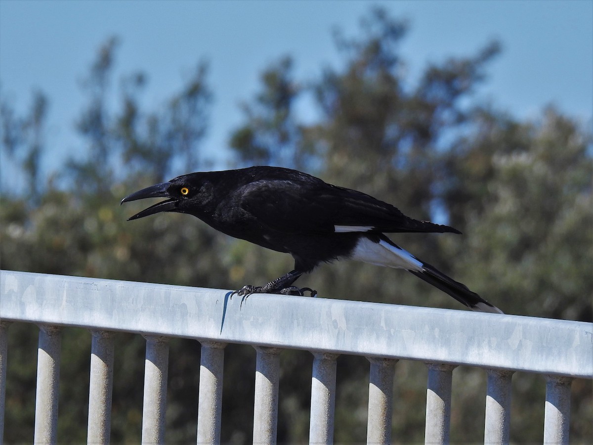 Pied Currawong - ML608507389