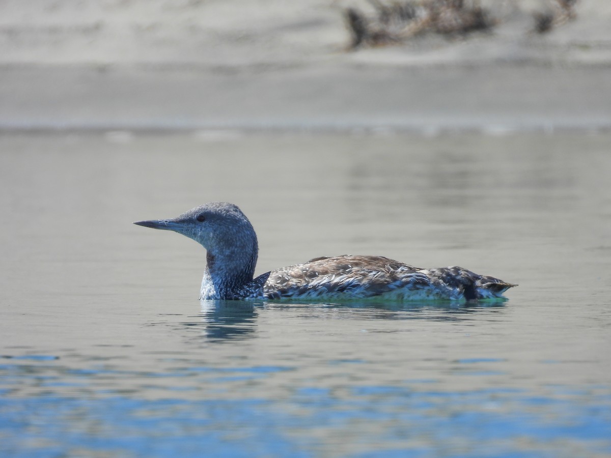 Red-throated Loon - ML608507542
