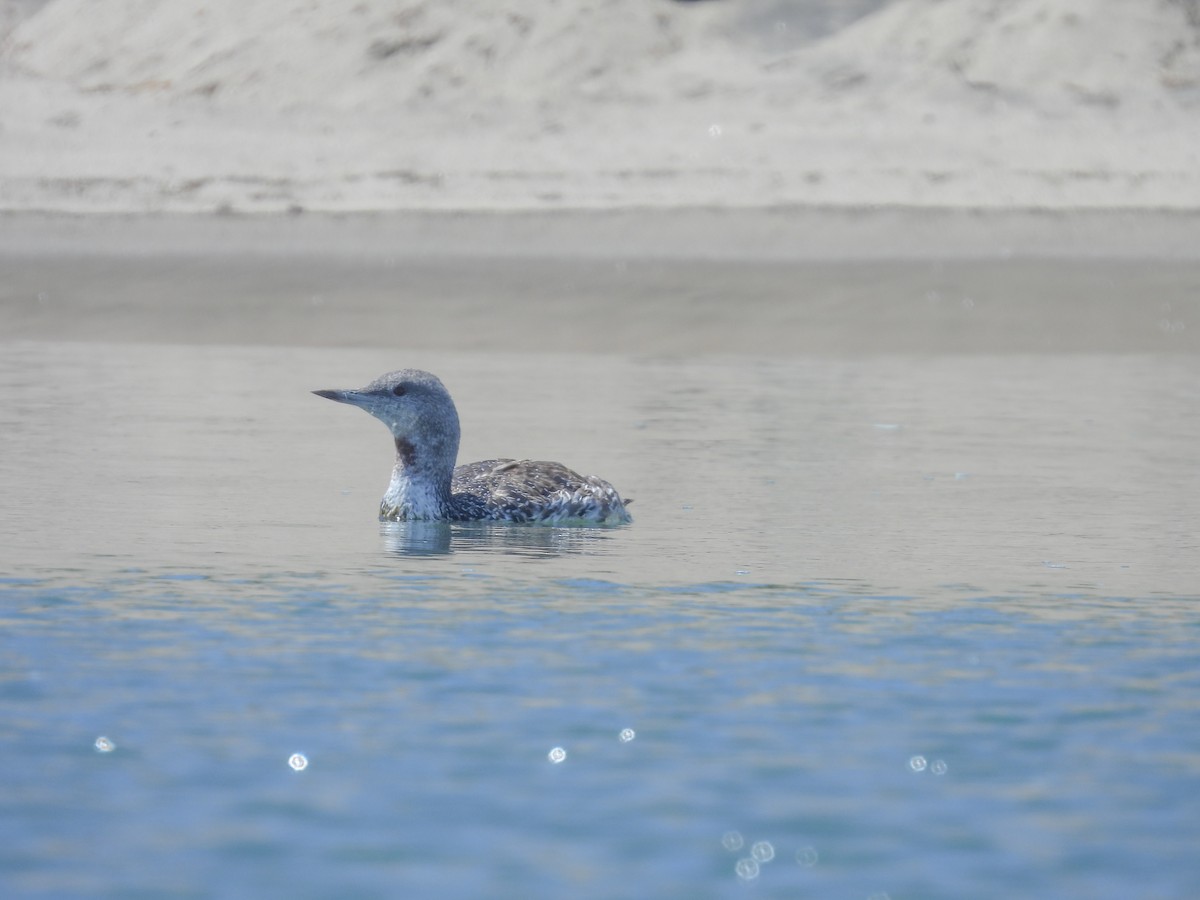 Red-throated Loon - ML608507543