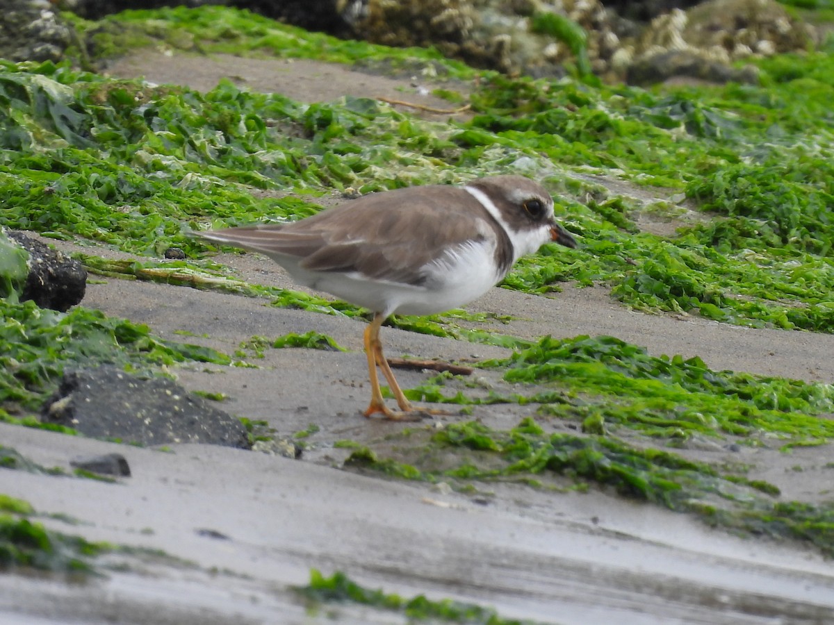 Semipalmated Plover - ML608507562