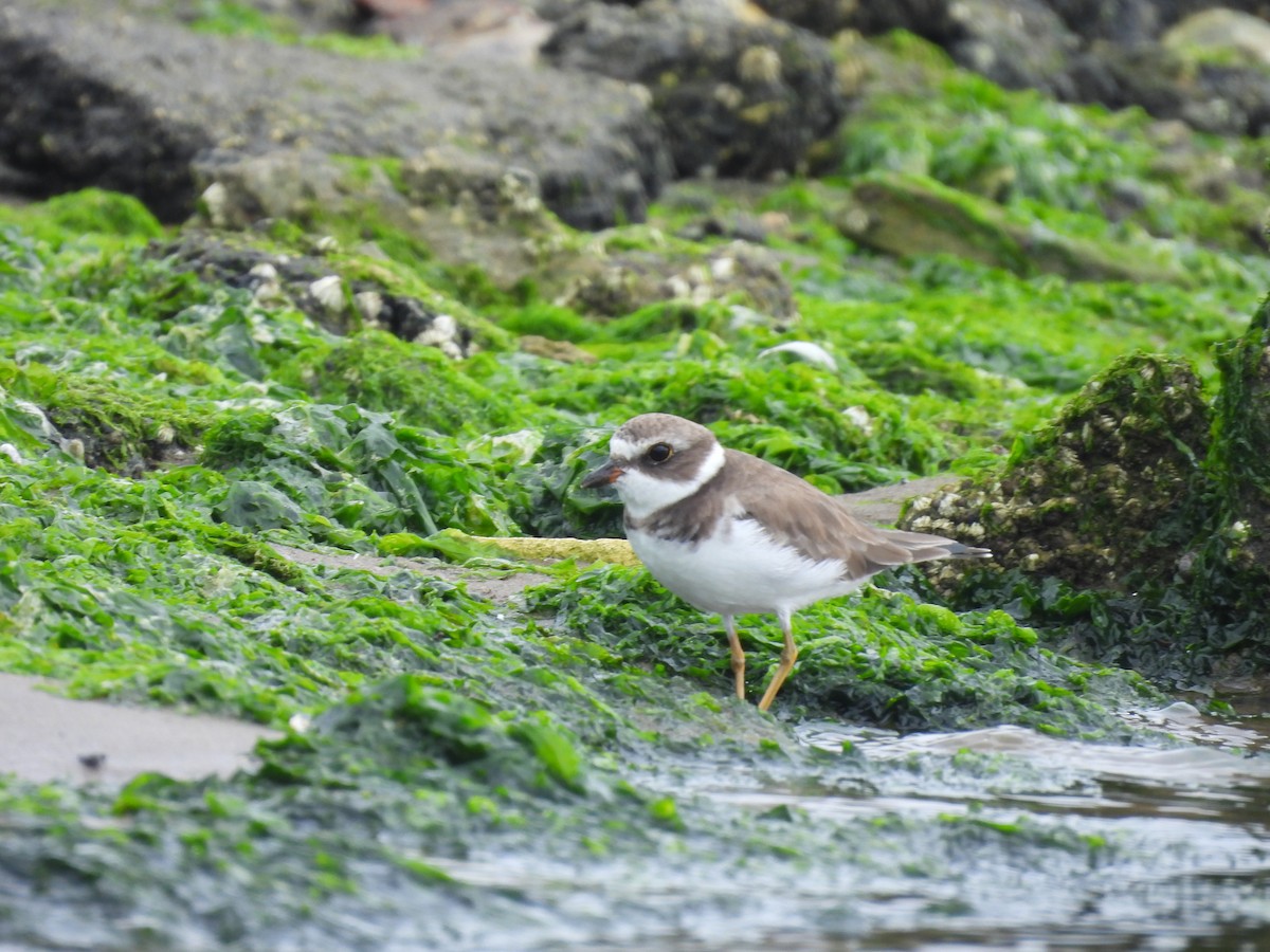 Semipalmated Plover - ML608507563