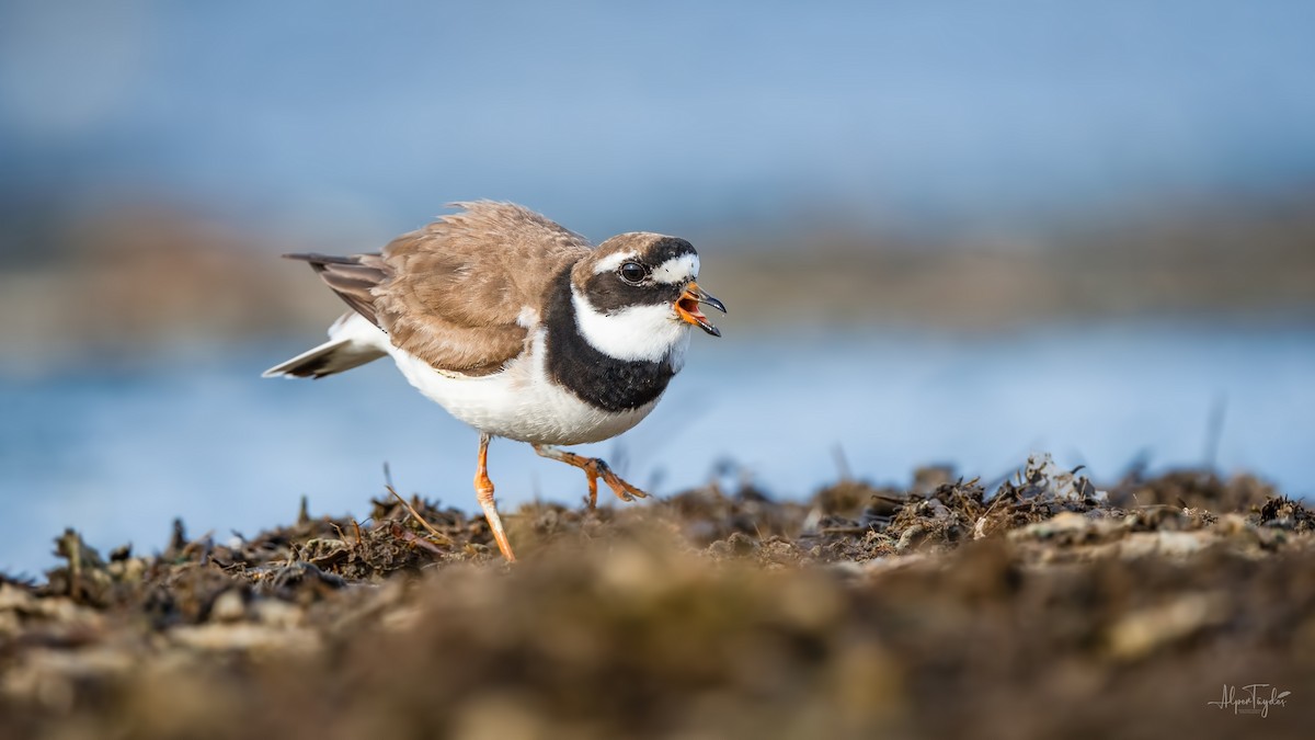 Common Ringed Plover - ML608507818