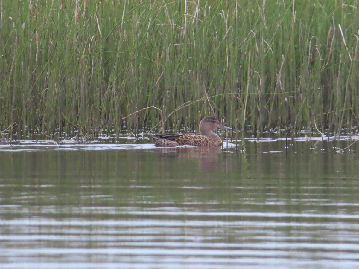 Blue-winged Teal - ML608507891