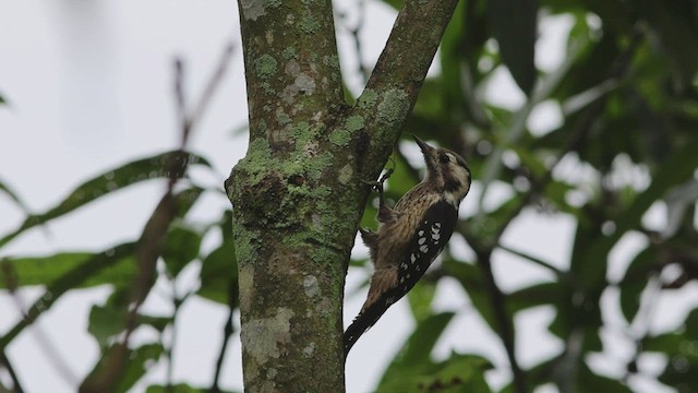 Gray-capped Pygmy Woodpecker - ML608508000