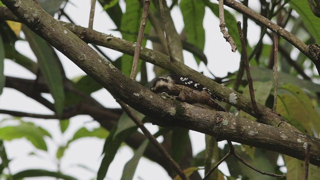 Gray-capped Pygmy Woodpecker - ML608508001