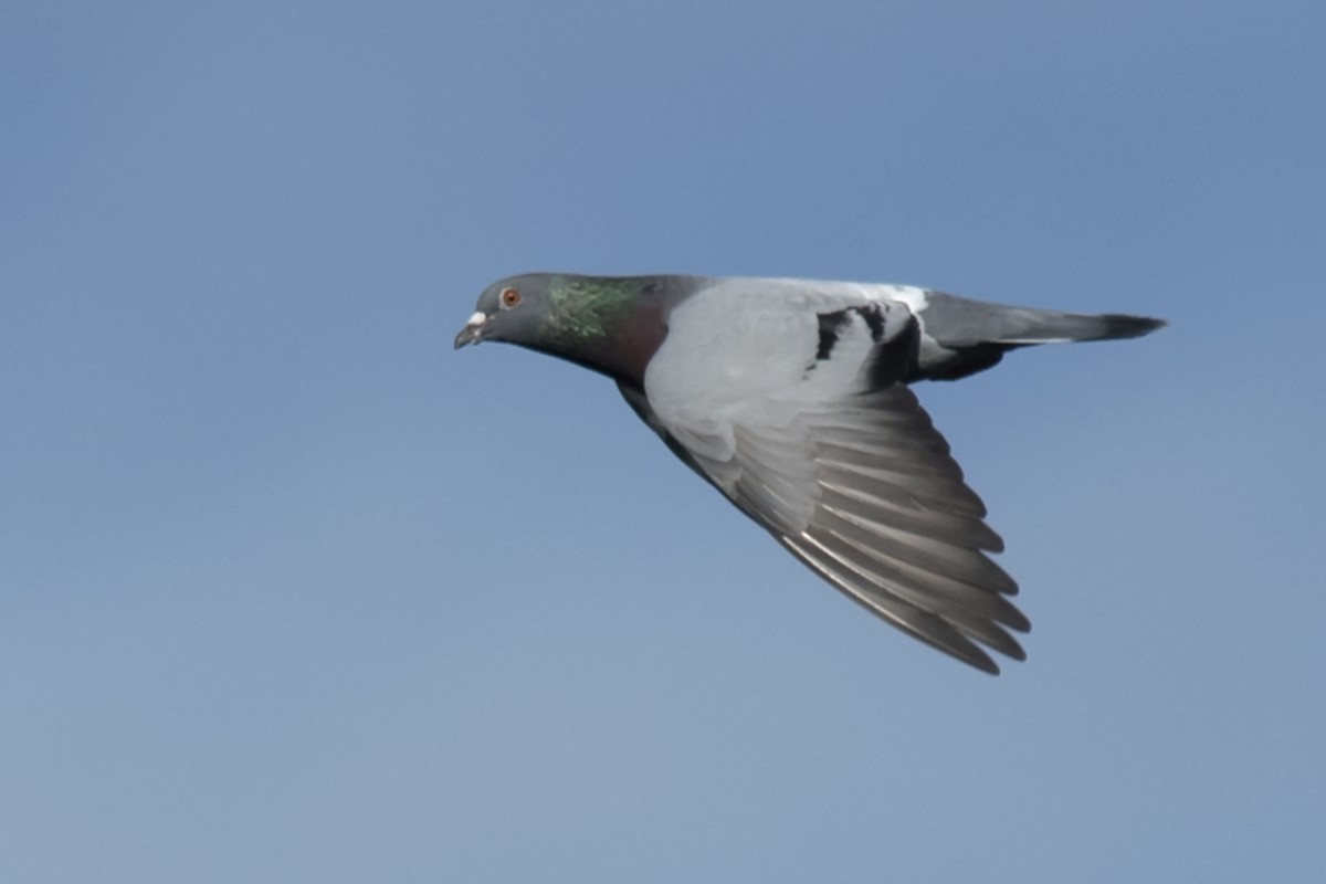 Rock Pigeon (Feral Pigeon) - ML608508084