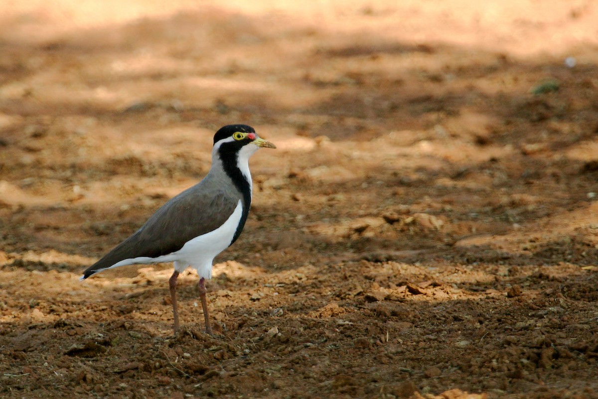 Banded Lapwing - ML608508102