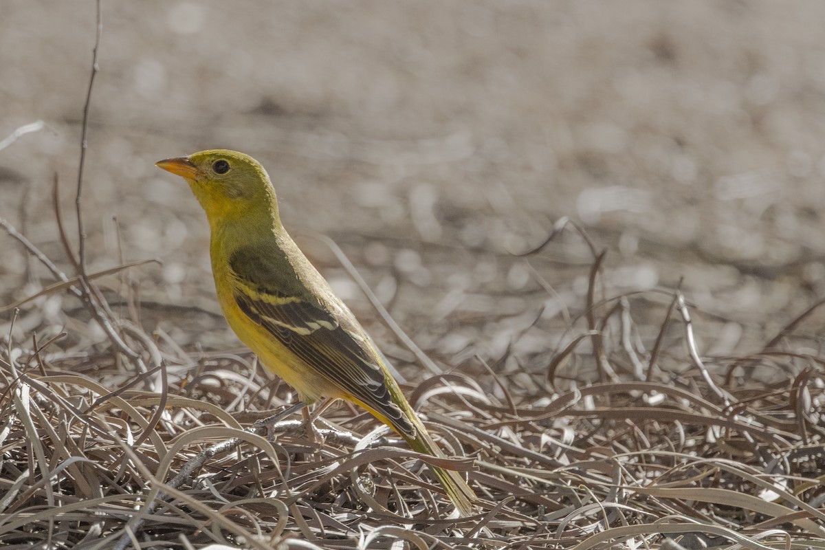 Western Tanager - ML608508155