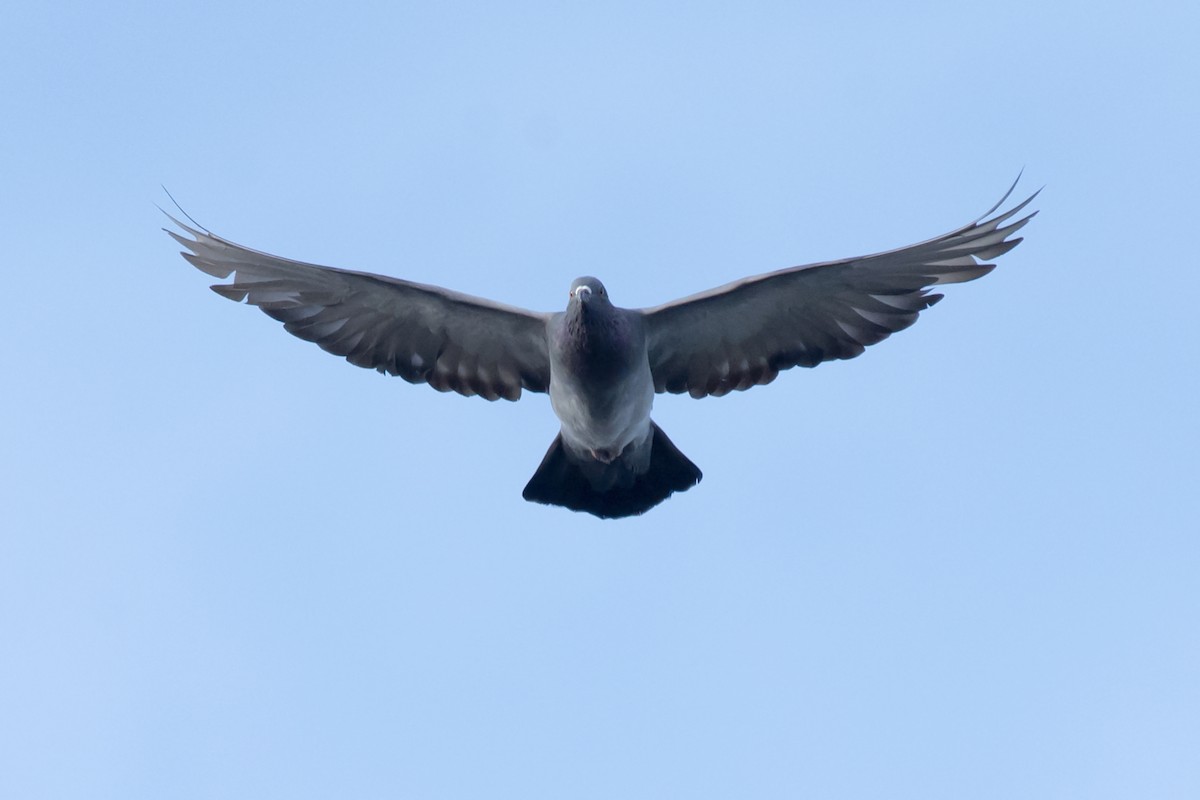 holub skalní (domácí) - ML608508168