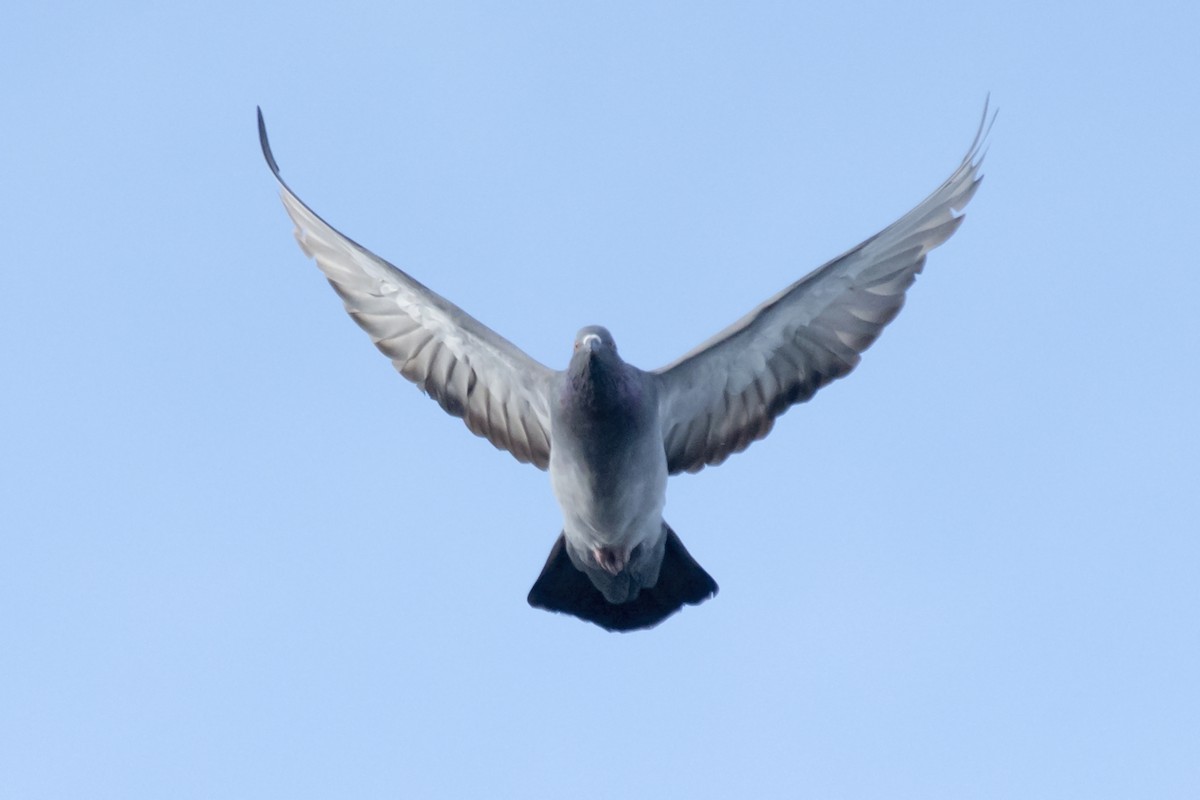 Rock Pigeon (Feral Pigeon) - ML608508528