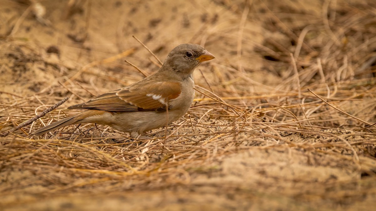Southern Gray-headed Sparrow - ML608508529
