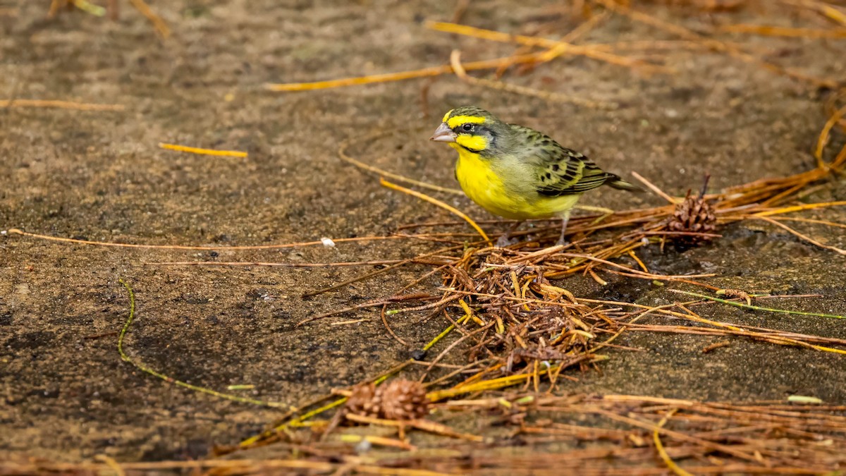 Yellow-fronted Canary - ML608508552