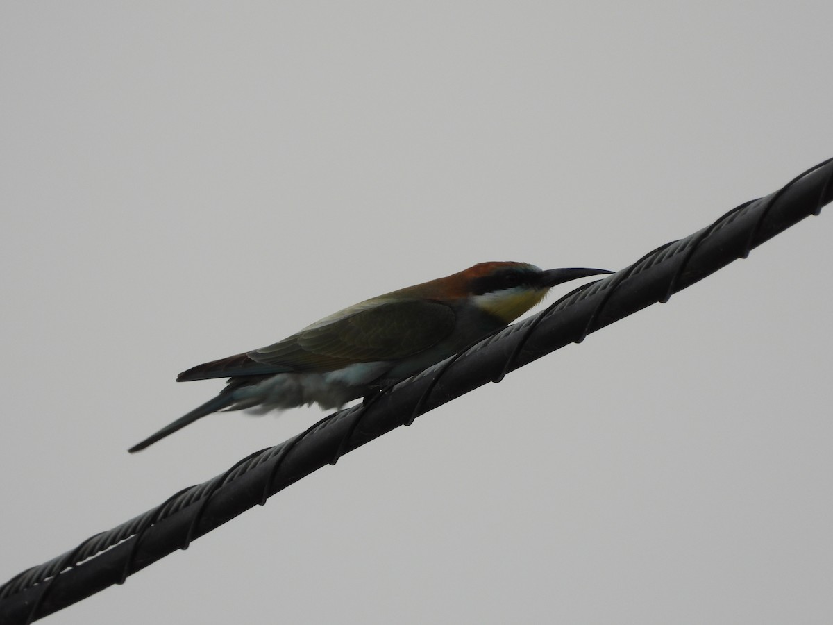 European Bee-eater - ML608508562