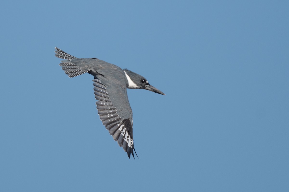 Belted Kingfisher - ML608509204