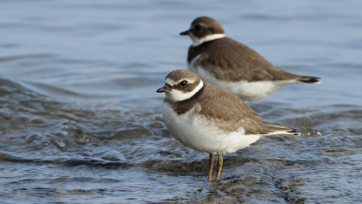 Semipalmated Plover - ML608509411