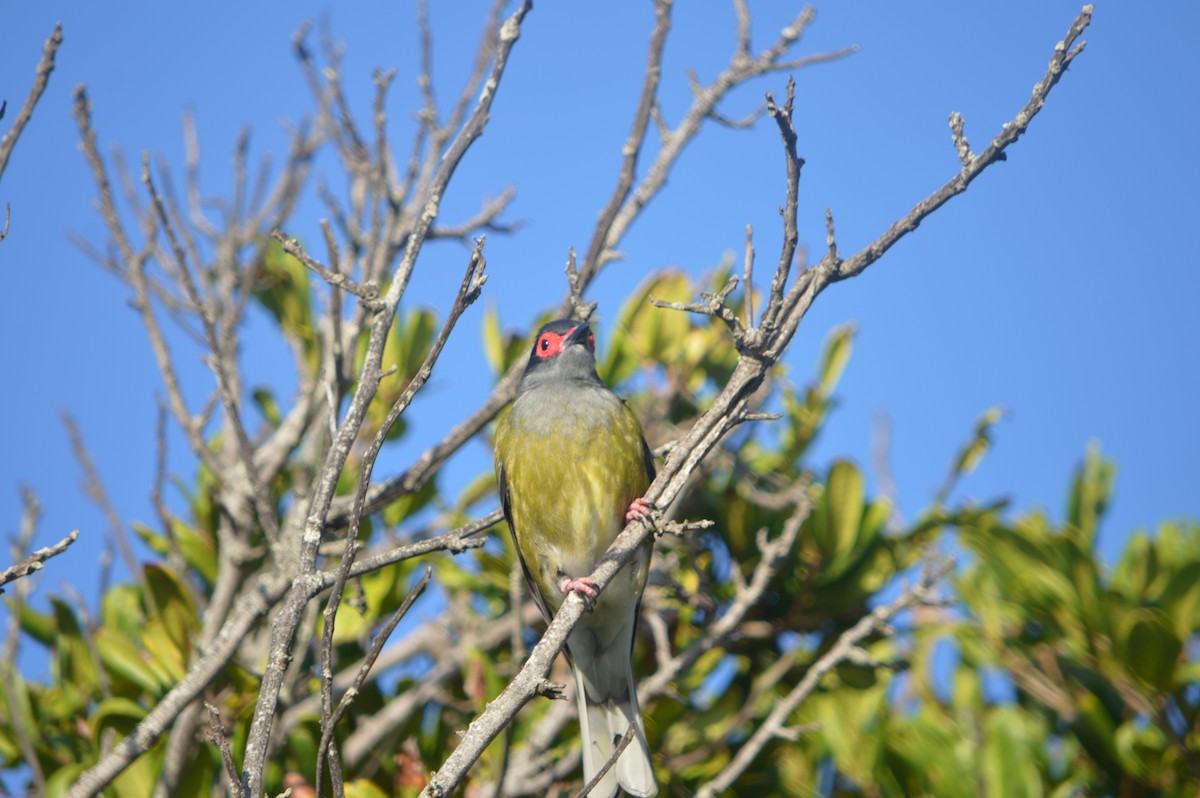 Australasian Figbird - ML608509783