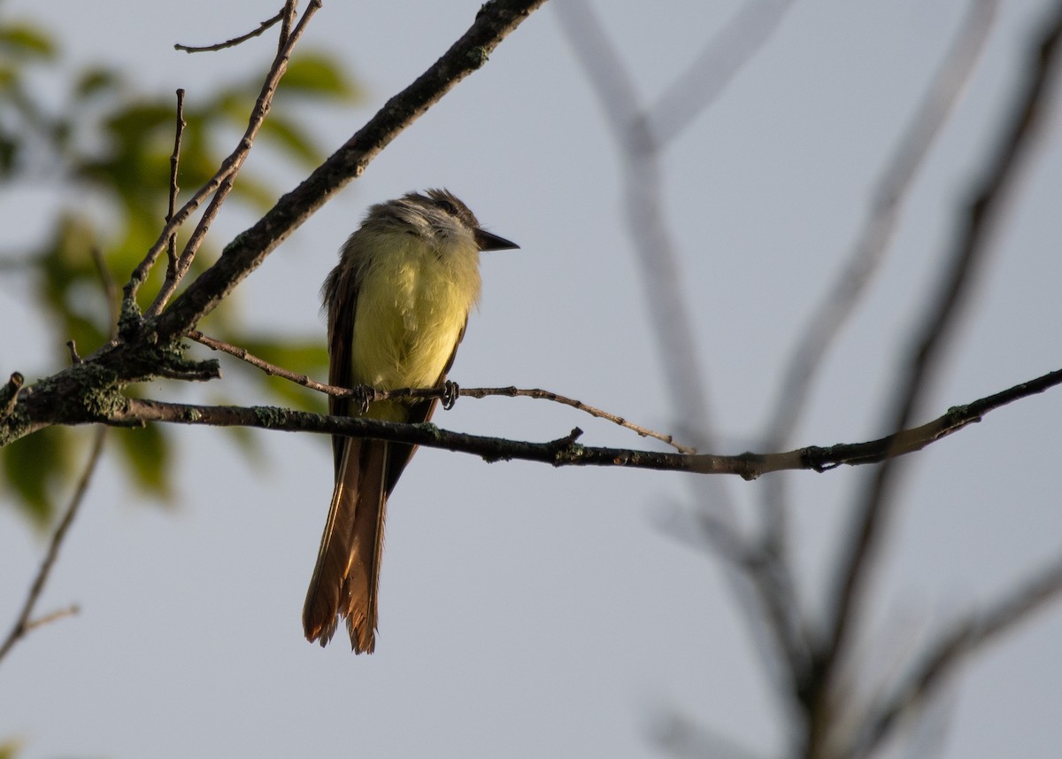 Great Crested Flycatcher - ML608510229