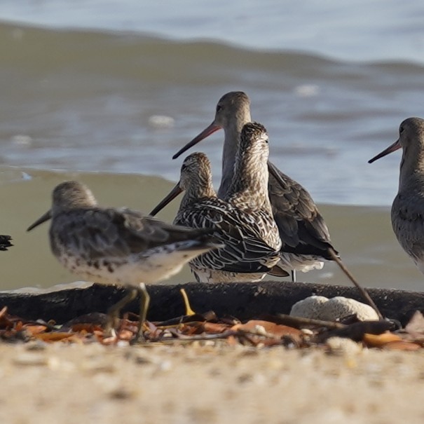 Asian Dowitcher - ML608510352