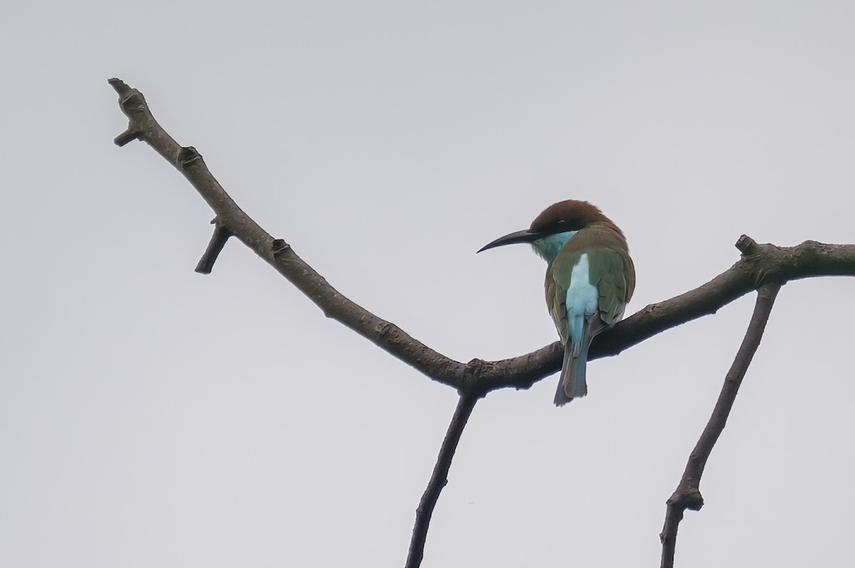 Blue-throated Bee-eater - ML608511067