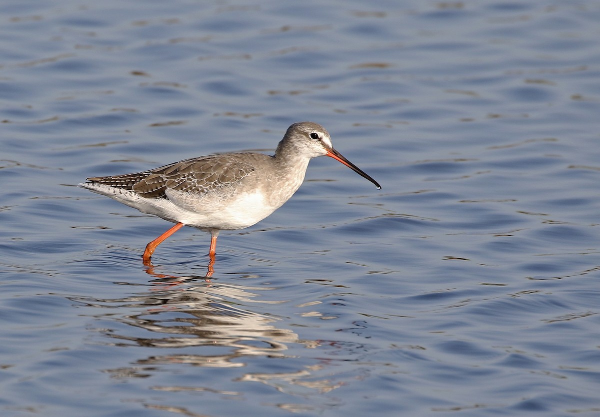 Spotted Redshank - ML608511161