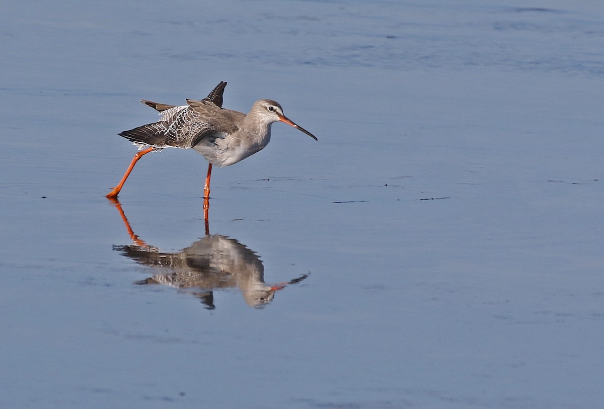 Spotted Redshank - ML608511275
