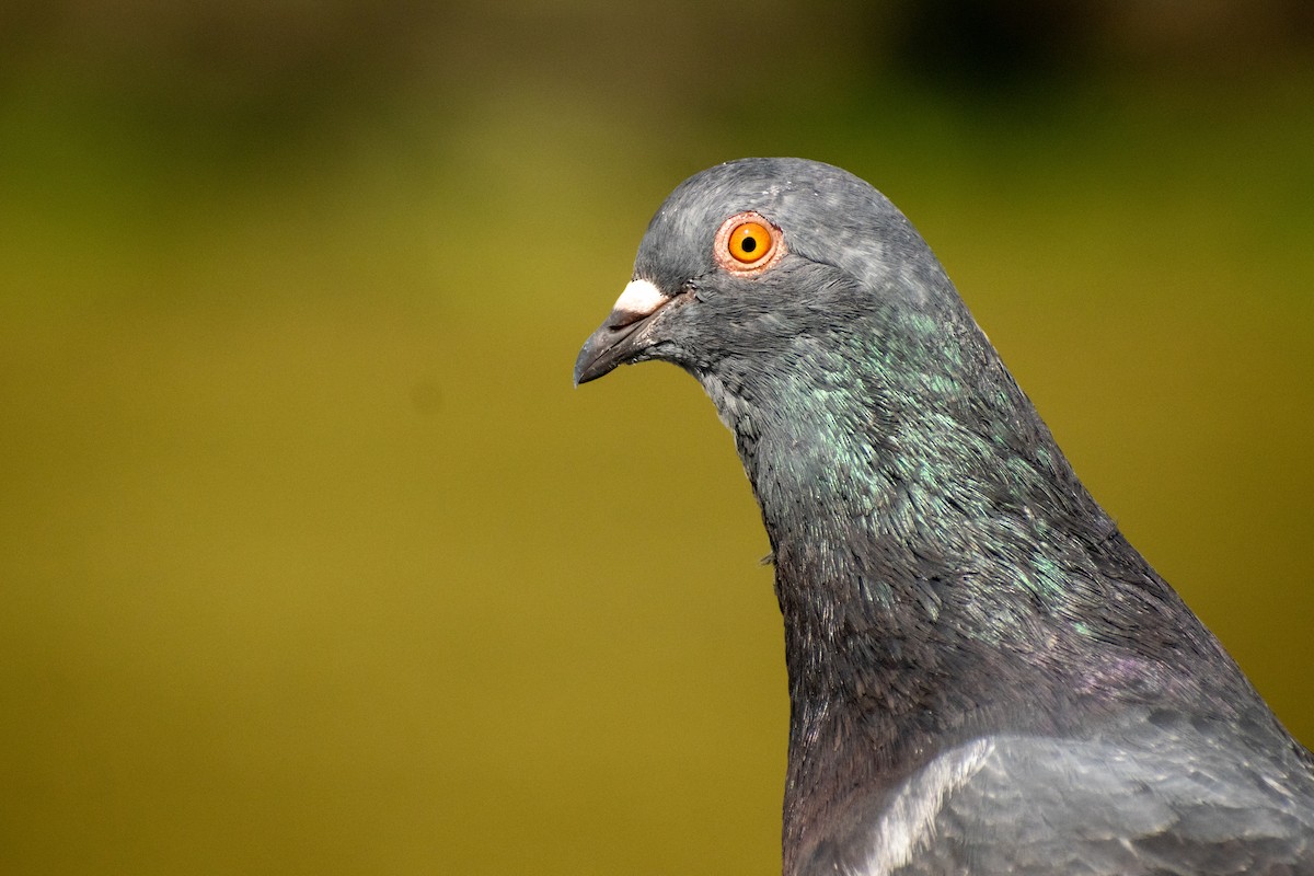 Rock Pigeon (Feral Pigeon) - ML608511447