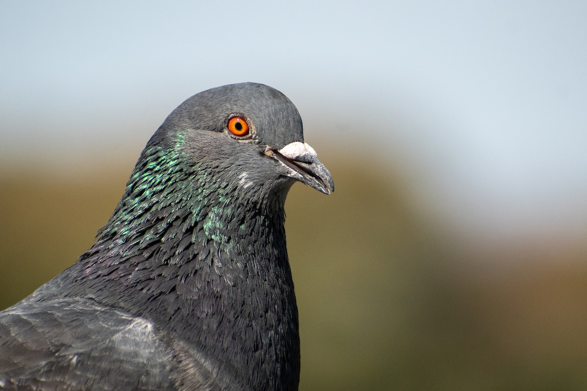 Rock Pigeon (Feral Pigeon) - ML608511448