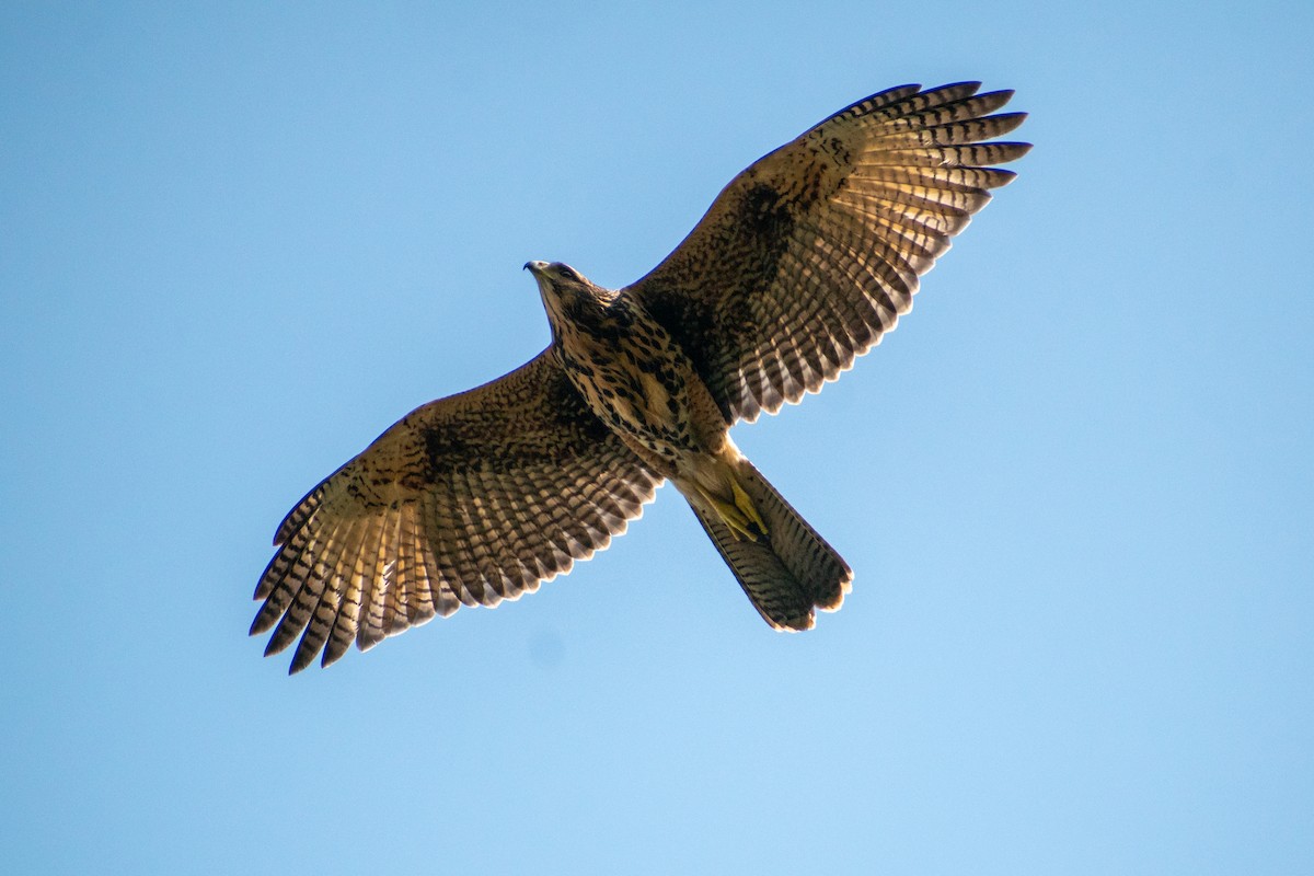 Harris's Hawk (Bay-winged) - ML608511475