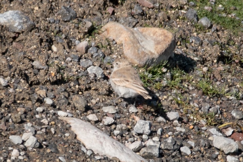 patagoniatunnelfugl (frobeni gr.) - ML60851171