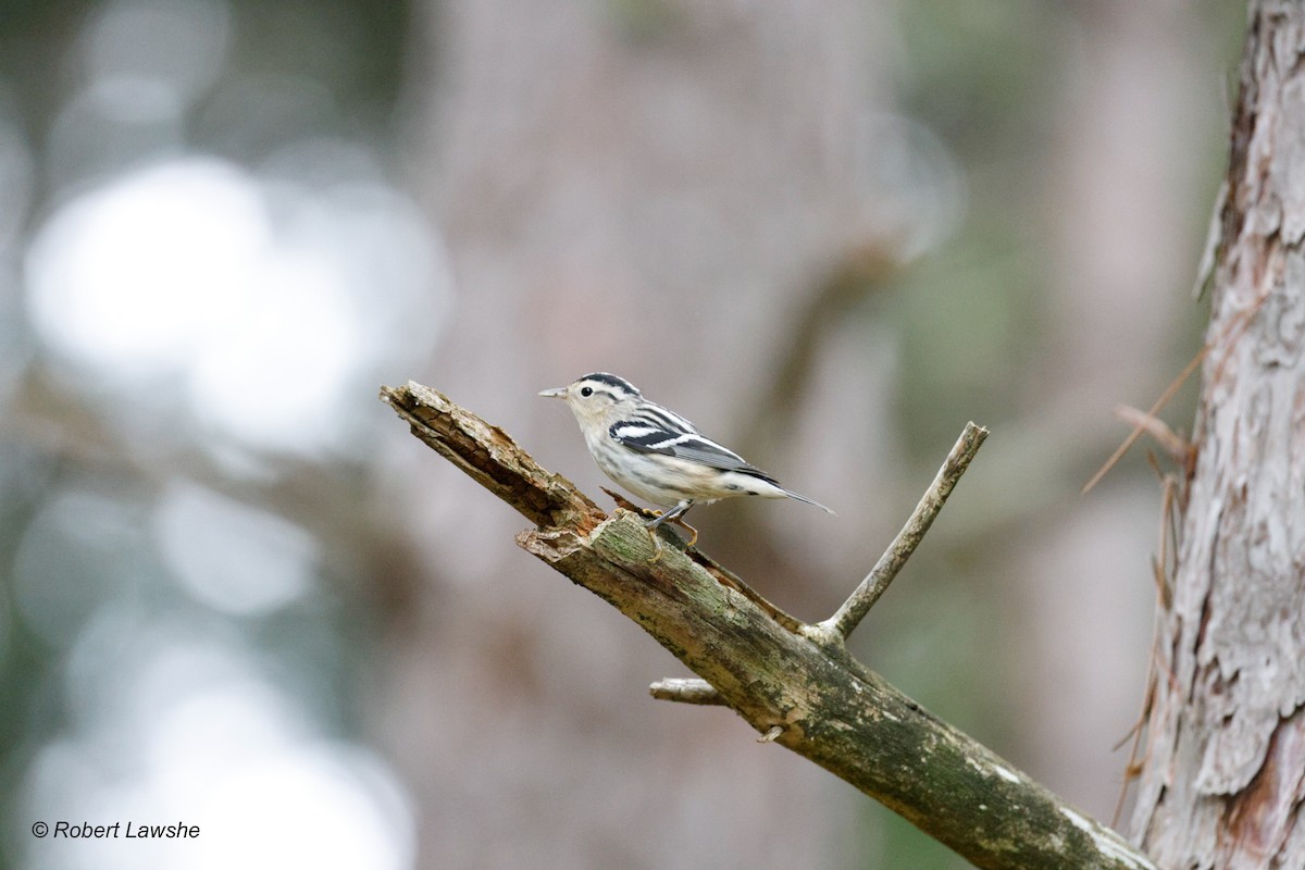 Black-and-white Warbler - ML608511882