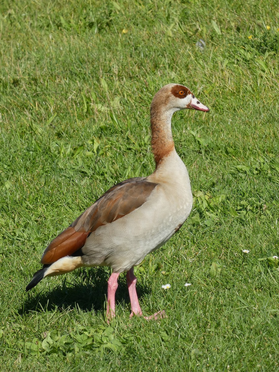 Egyptian Goose - ML608511915