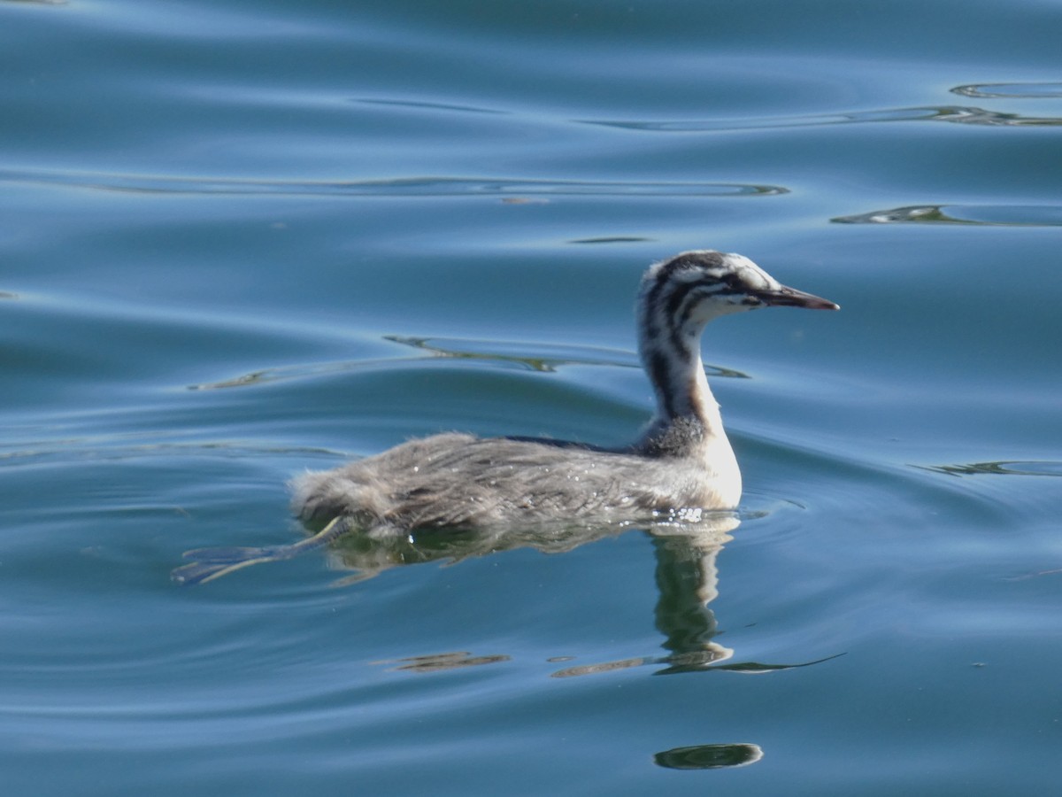 Great Crested Grebe - ML608511917
