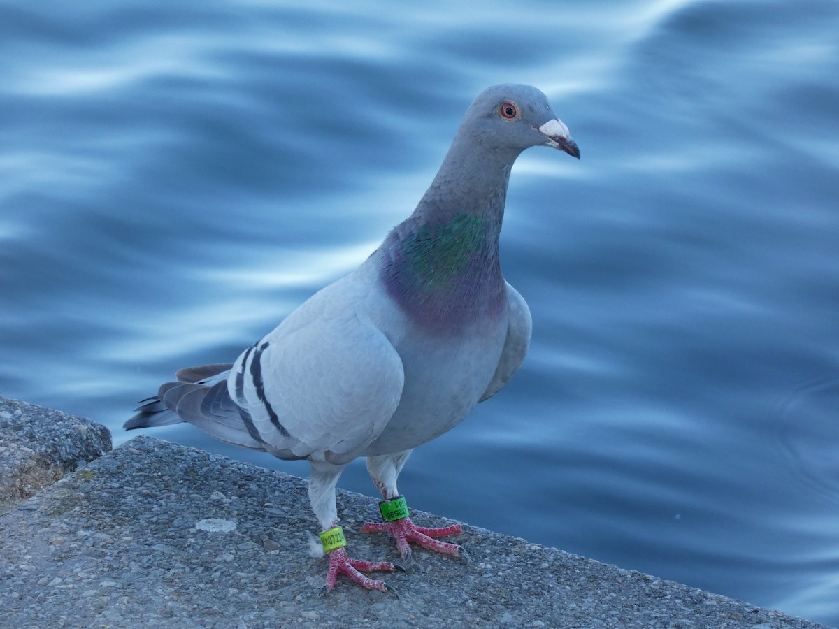 Rock Pigeon (Feral Pigeon) - ML608511918