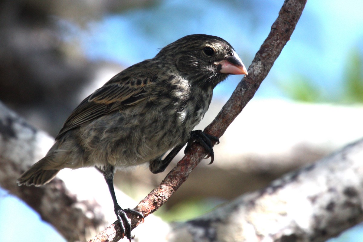 Medium Tree-Finch - Stephen and Felicia Cook