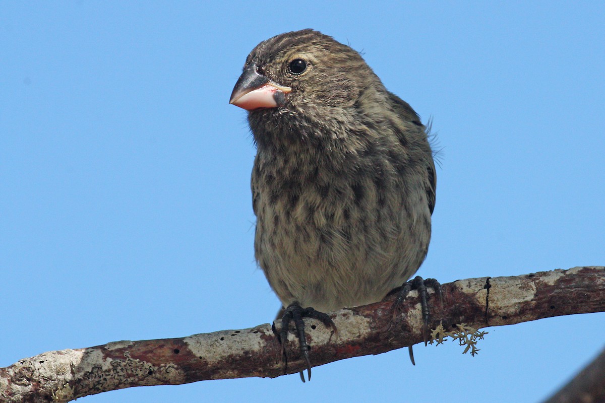 Medium Tree-Finch - Stephen and Felicia Cook