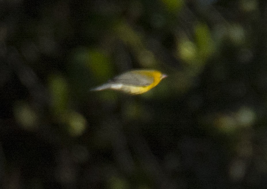 Prothonotary Warbler - joseph mileyka