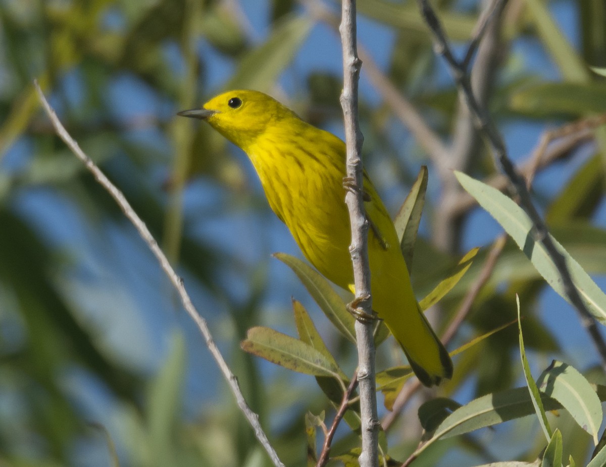 Yellow Warbler - joseph mileyka