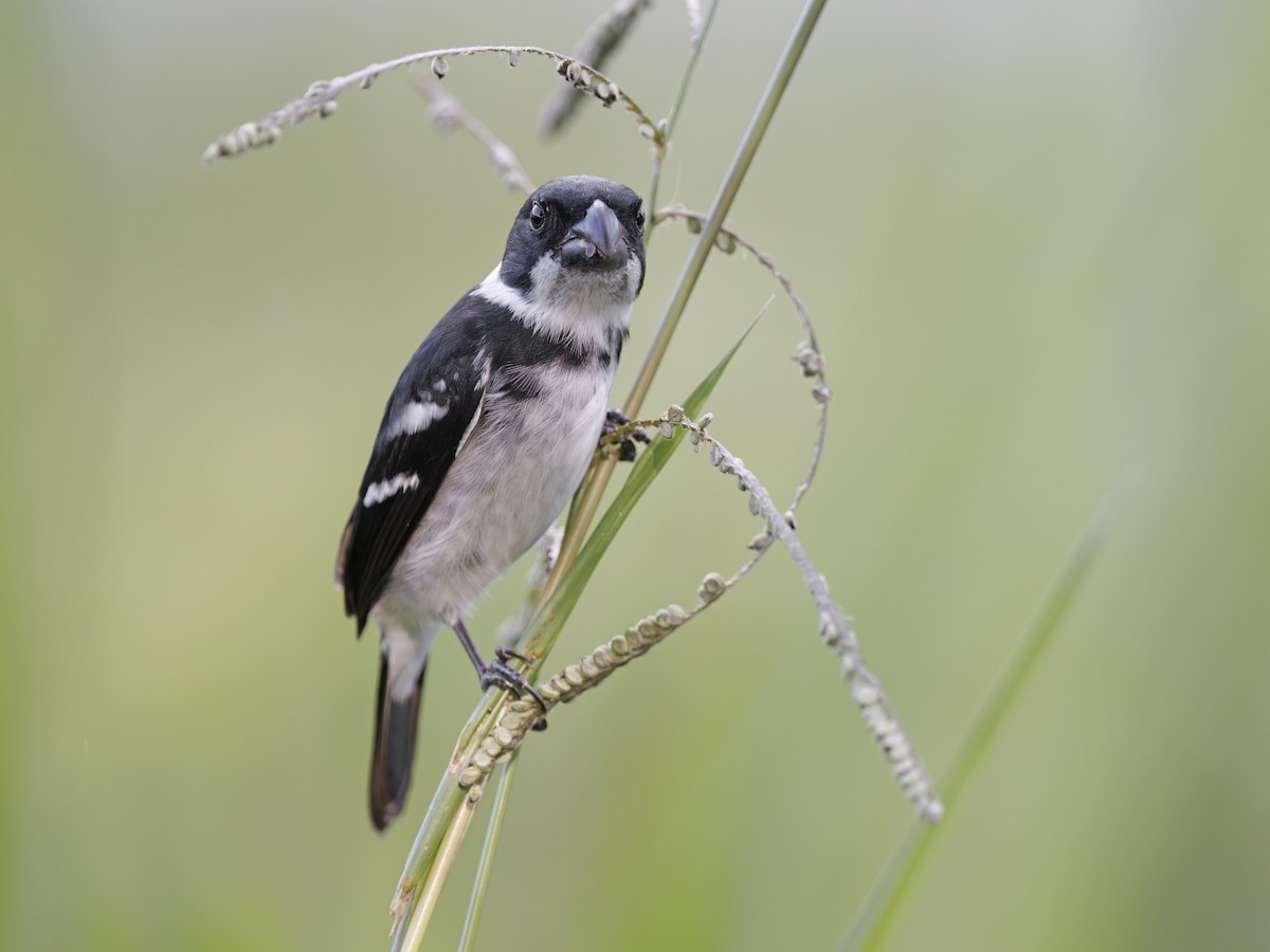 Wing-barred Seedeater - Sporophila americana - Birds of the World