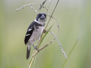  - Wing-barred Seedeater