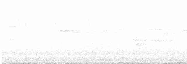 holub světlebřichý - ML608512630
