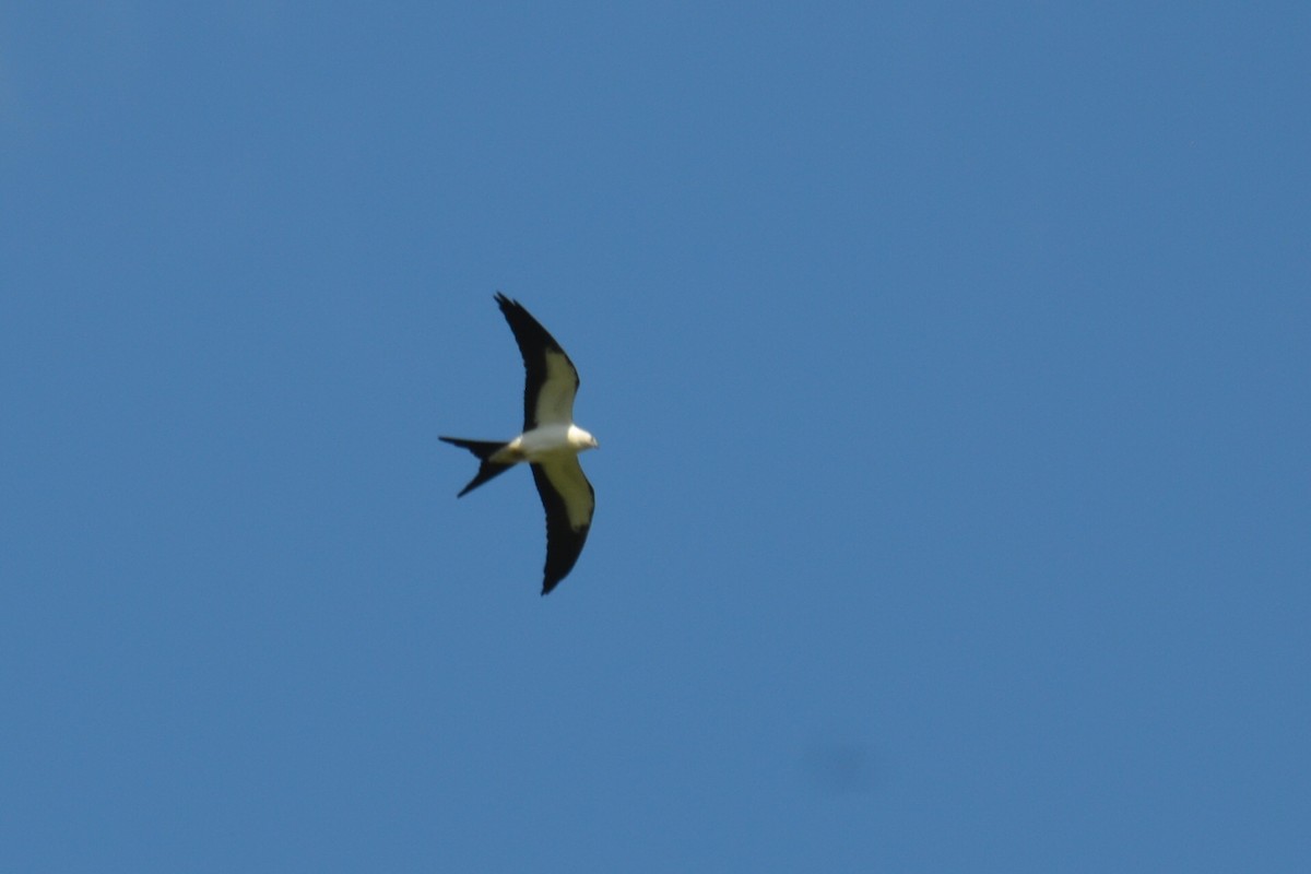 Swallow-tailed Kite - Michael Turso