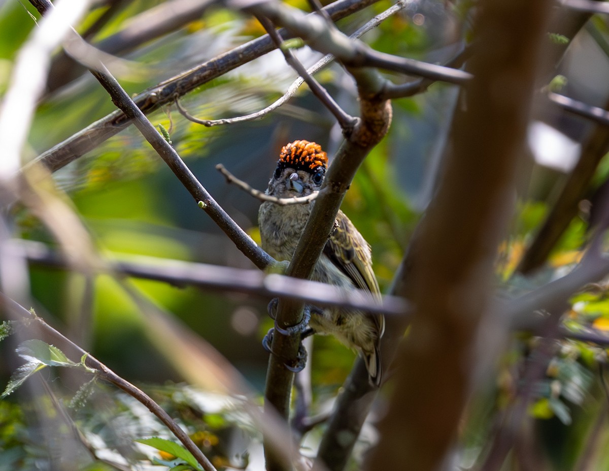 Fine-barred Piculet - ML608512793