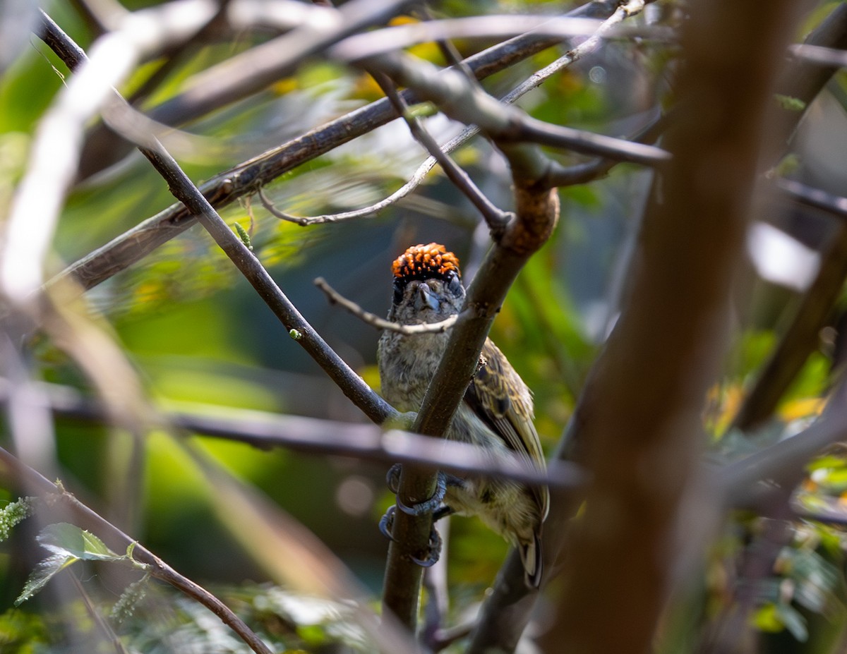 Fine-barred Piculet - ML608512795