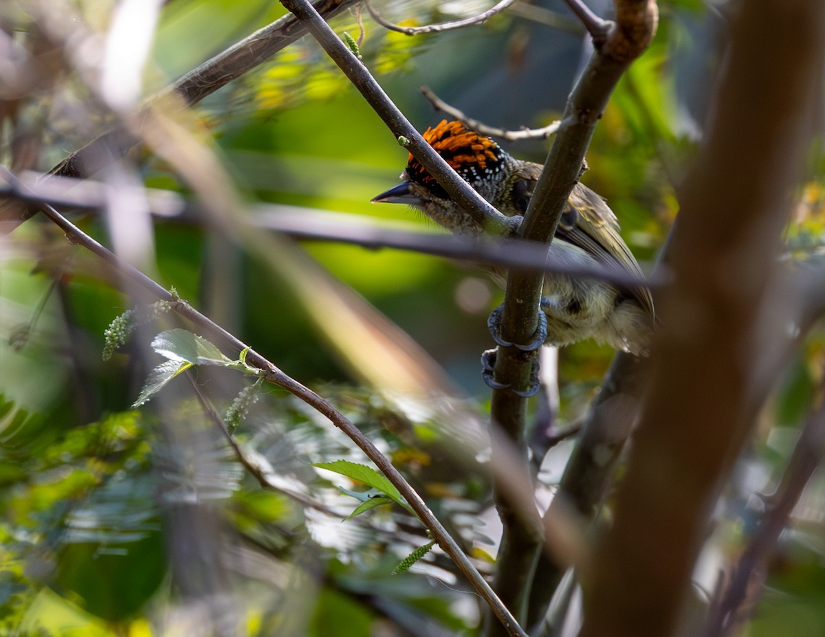 Fine-barred Piculet - ML608512803